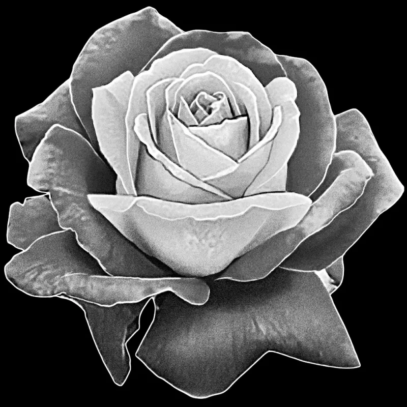 Single Rose Memorial Artwork [ART-5006]
